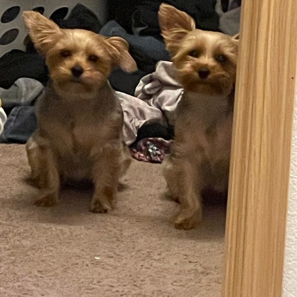 Meet your Posher, Myndee - Picture 5 of 6